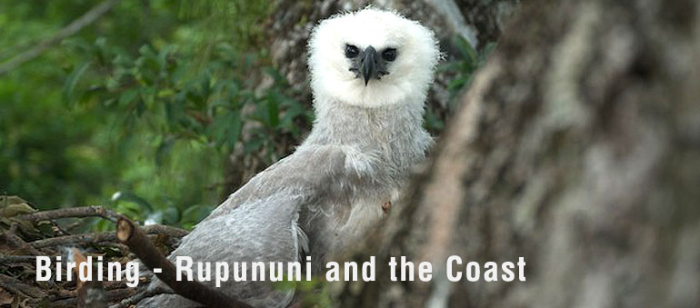 Rupununi Trails - Birding - Rupununi and the Coast