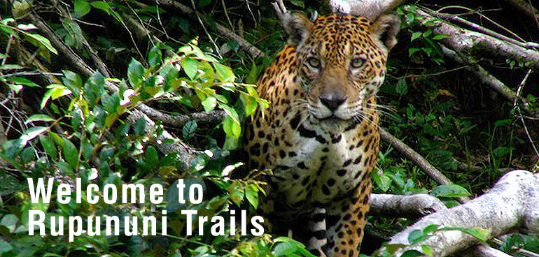 Rupununi Trails