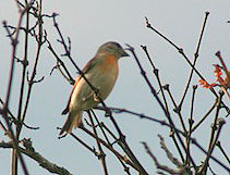 Rupununi Trails: Red Siskin