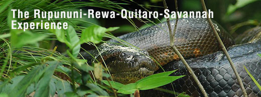 Rupununi Trails - The Rupununi-Rewa-Quitaro-Savannah Experience